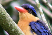 Buff-breasted Paradise-Kingfisher (Tanysiptera sylvia)